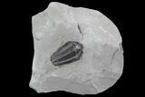 Calymene Niagarensis Trilobite - New York #99037-1